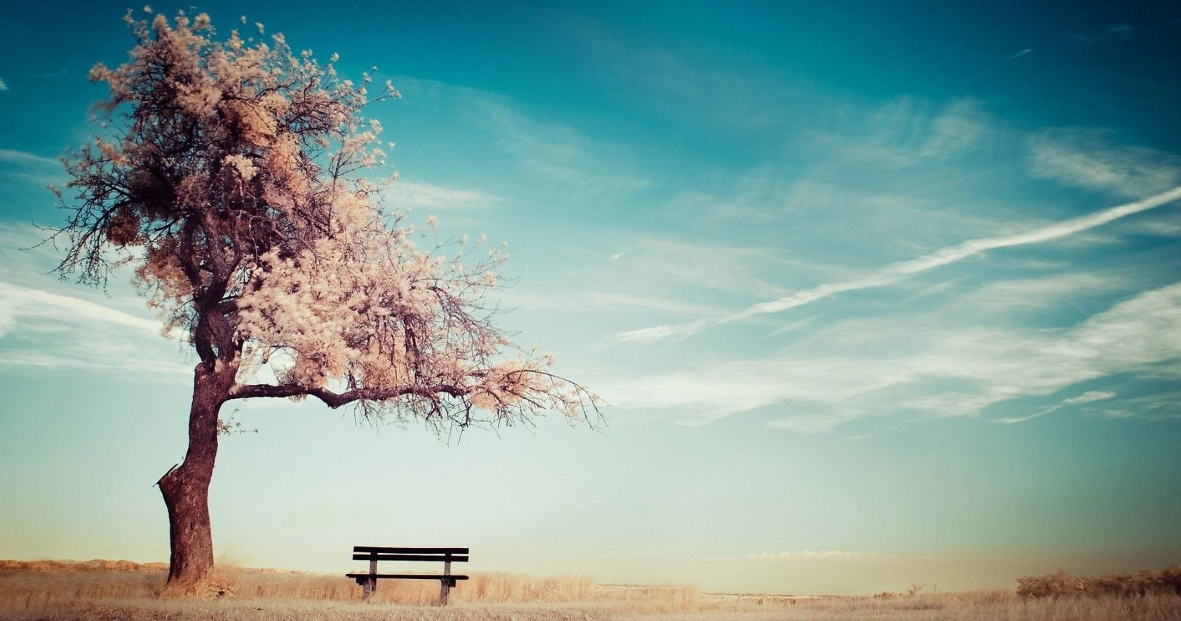 T. Ágoston László: Az egyetlen meggyfa